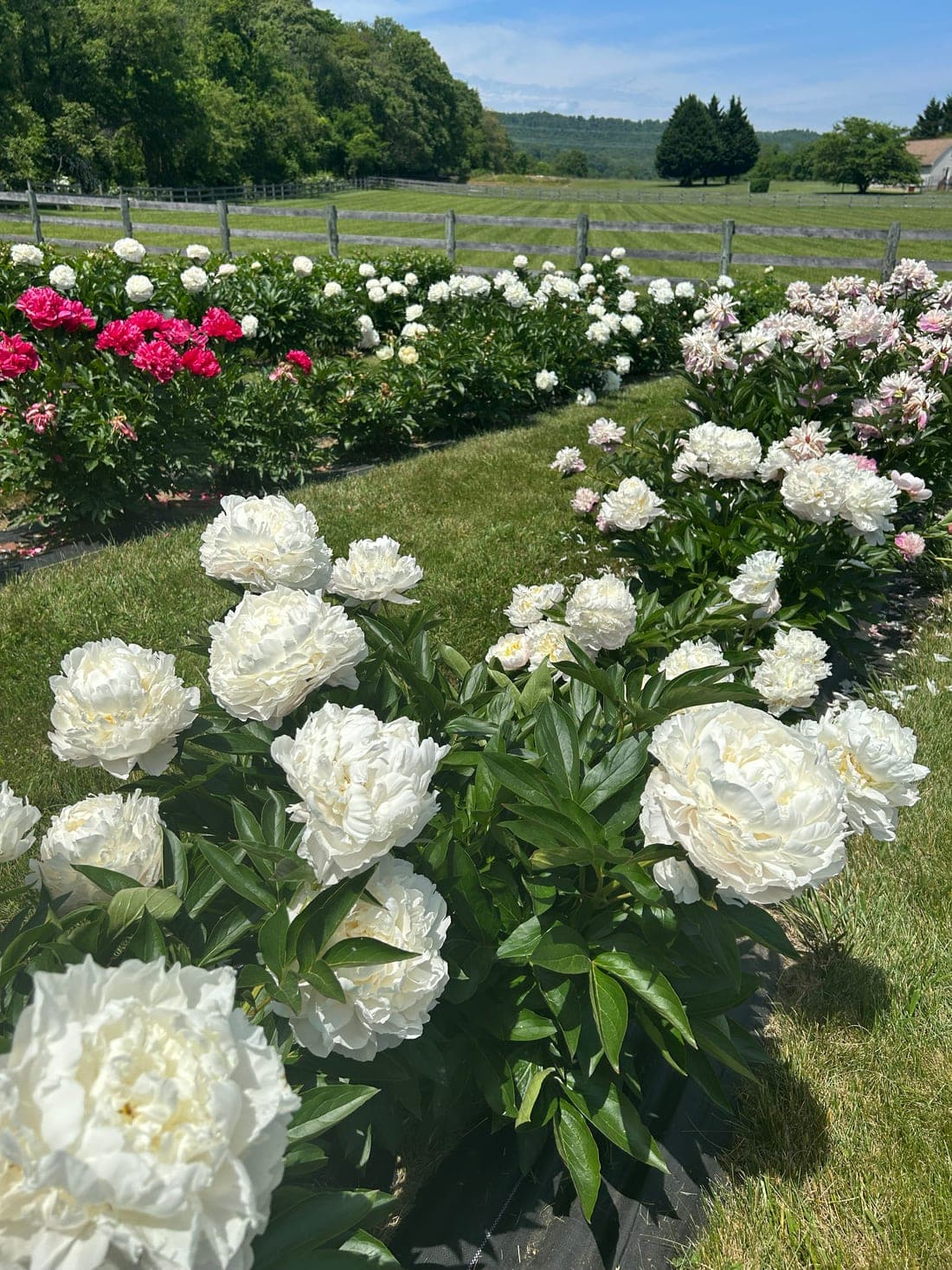 Rows of white, pink, and crimson peonies in a tended garden.