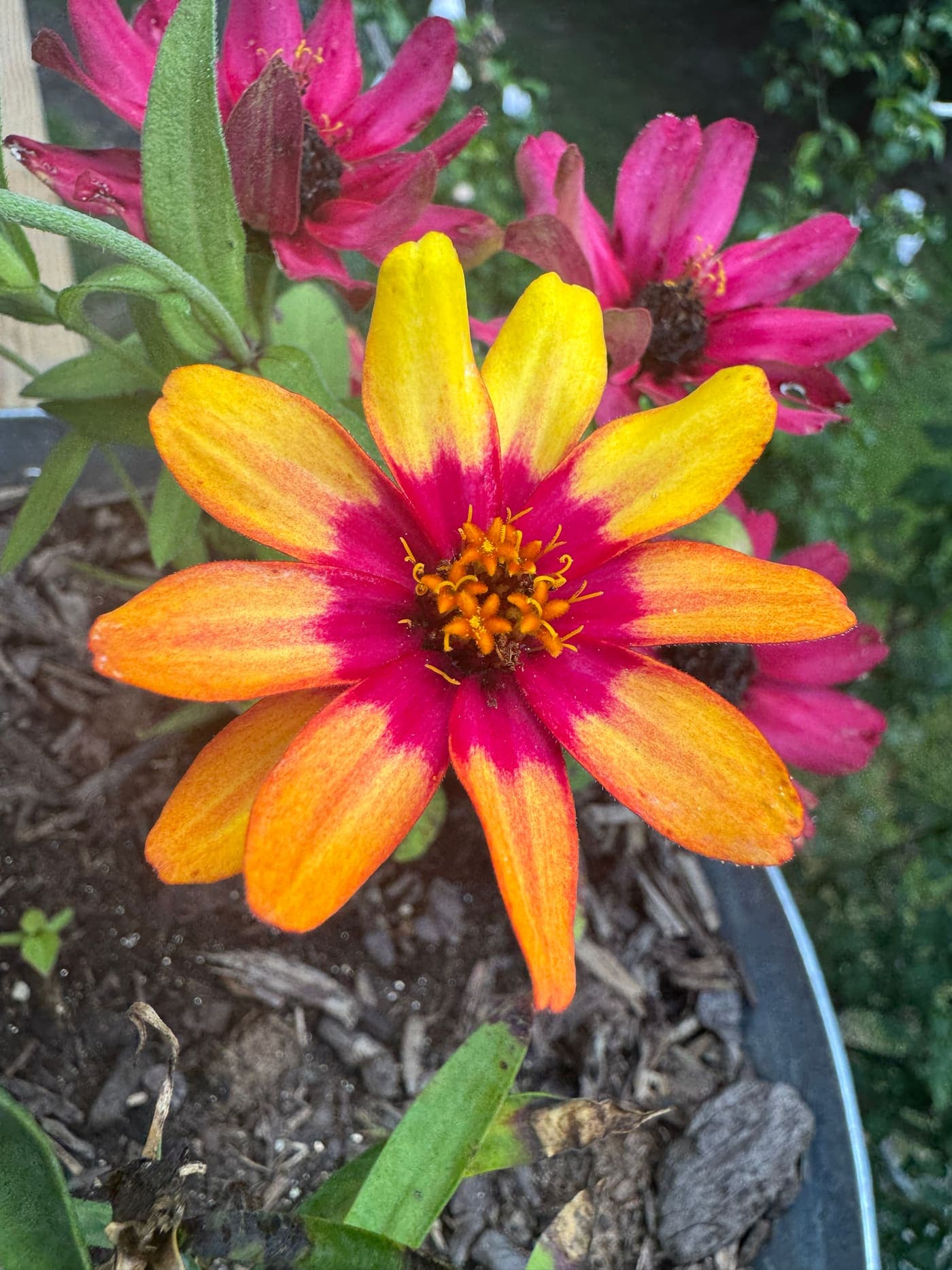 A single flower in full bloom, its petals shading from yellow through orange to deep pink.