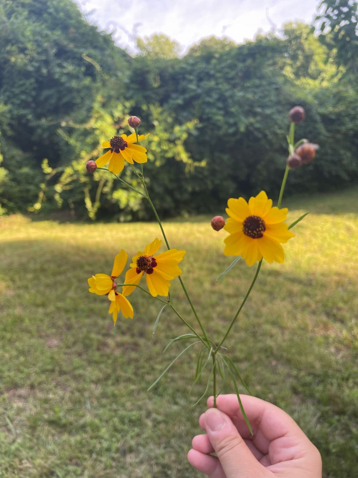 A hand holding a few stems of small yellow flowers.
