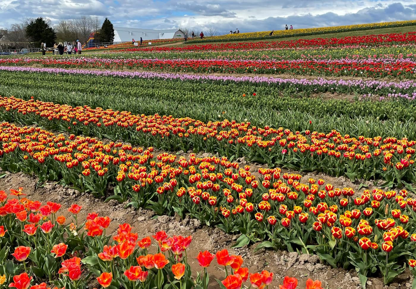 Long rows of orange, red and purple tulips in a field under a bright sky.