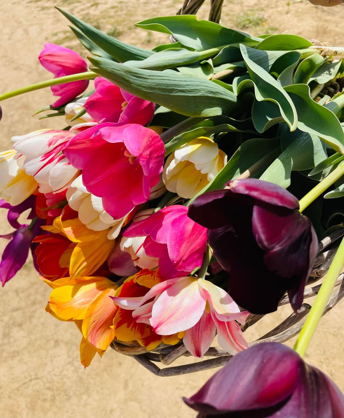 A basket of freshly cut tulips in pink, cream, red and deep purple.