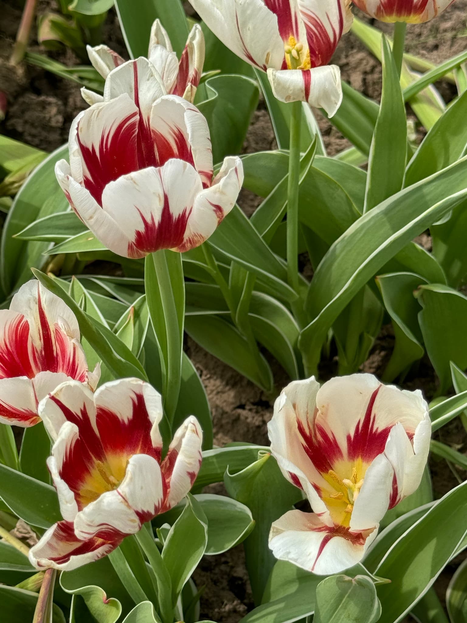 A cluster of red-and-white streaked tulips opening in a spring garden bed.