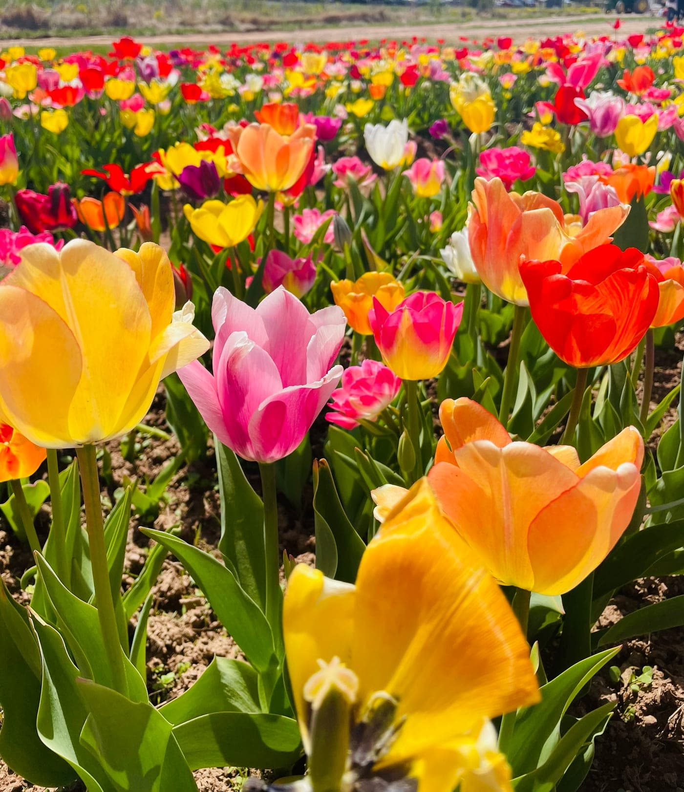 Yellow, pink and orange tulips lit by low sun in a spring field.
